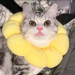 旦旦又饿了