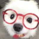 QQ_YoLo