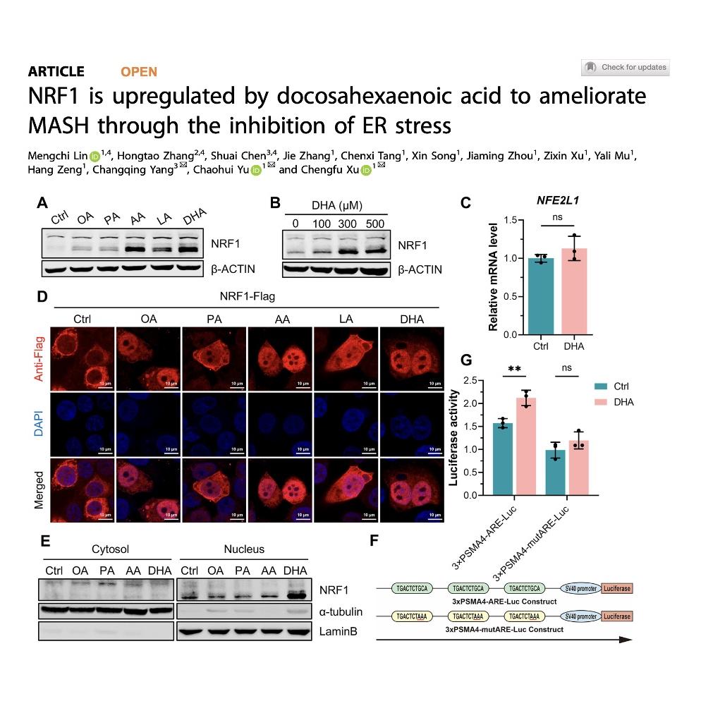 1423-NRF1 Upregulation via ER Stress Inhibition episode artwork