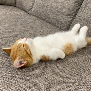 E.成年人只想在舒适圈躺平。