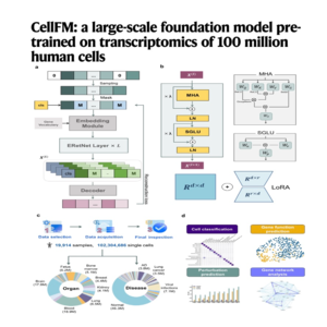 099-CellFM:十亿级人体细胞转录组基础模型