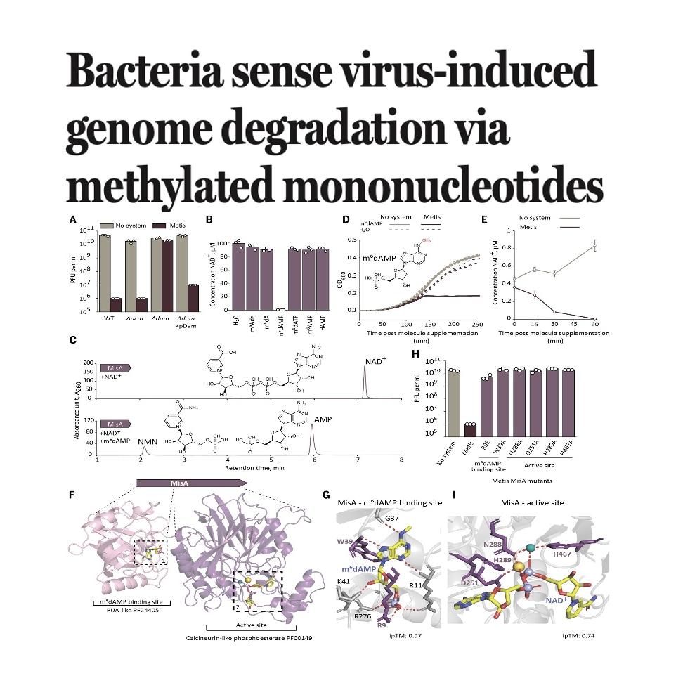 1546-Bacterial Sense Phage-Induced Genome Degradation episode artwork