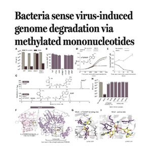 1546-Bacterial Sense Phage-Induced Genome Degradation