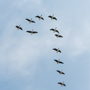 E4.鄱阳湖观鸟大冒险：鹤雁鸭鸮行！