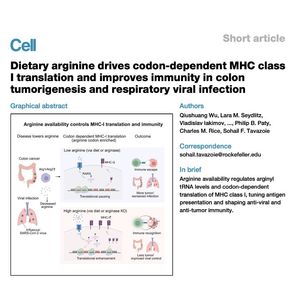 1500-Arginine Availability Controls MHC-I Translation
