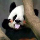 周大大大王
