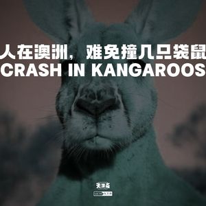 vol.240 人在澳洲，难免撞几只袋鼠