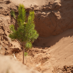 47｜蚂蚁森林的第6亿棵树，为什么种在河北？