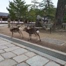 令狐高柳
