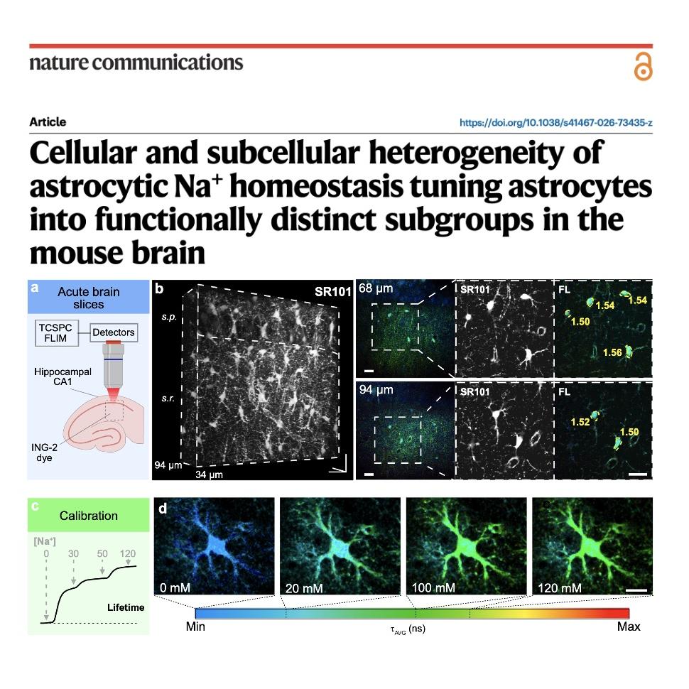 1132-Astrocytic Sodium Homeostasis in Mouse Brain episode artwork
