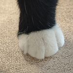 蜜瓜cc