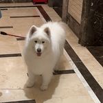 GULULU1