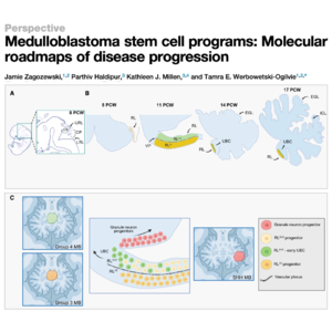 354-Medulloblastoma Stem Cell Programs and Progression