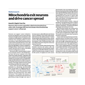 012-Neurons Drive Cancer Spread Via Mitochondrial Transfer