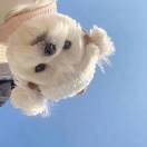 线条小狗三点水