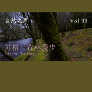 在森林里轻松漫步｜4K 自然疗法 身心平衡