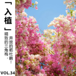 Vol.34【入植】精致的三角梅，奔放的簕杜鹃