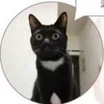 崔麓