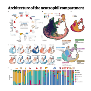 331-Architecture of the Neutrophil Compartment