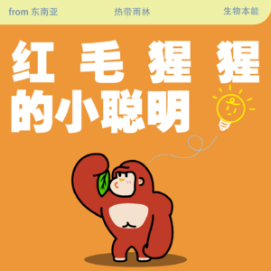 Vol.89 红毛猩猩的小聪明