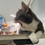 Mollyfish