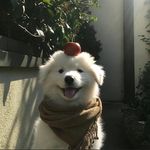 xiao羊羔