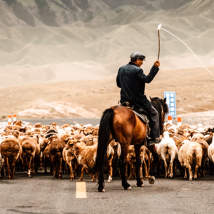 05 入沙漠、丢钱包、老乡家跳舞、油田遇豆友、库尔勒探访老同学……新疆之旅总是惊（狗）喜（血）连（不）连（断）