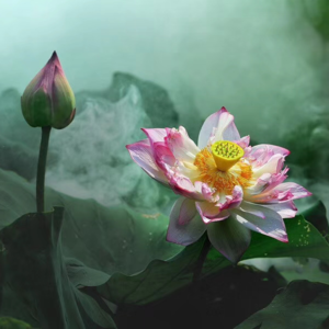 心莲手环：科技让“花开见果”在腕间绽放