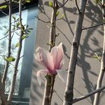 你芝士甘薯么