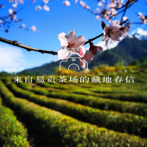 西藏有江南能产茶? 探访海拔最高的规模茶田