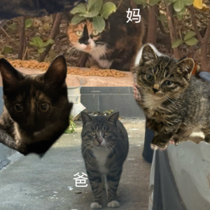 Vol.8 当爱猫女从道德制高点滑坡：你愿意为了猫付出什么