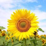 太阳花里没太阳