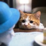 运气猫猫