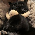 陪猫度过漫长岁月