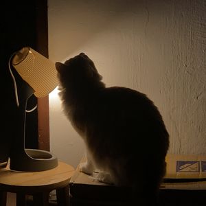 麦田怪猪