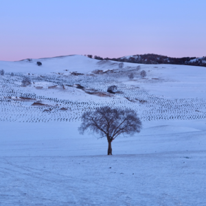 Vol.96 乌兰布统的冬日|跨年也很推荐