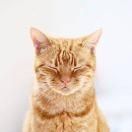 歸藏的个人播客