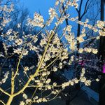 日瓦打卡