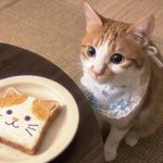 面包free