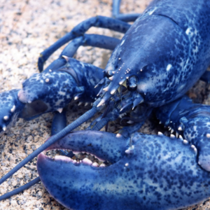 EP15：装杯指南之顶级海鲜｜一条鱼能在北京四环买套房？拆解八大顶级海鲜的隐藏密码