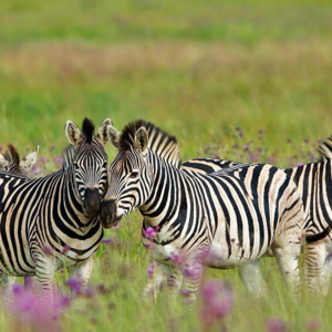 BBC Media｜新研究重新探索斑马条纹背后的奥秘
