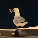 嘎嘎诶嘎