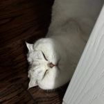 可遇养了一只猫