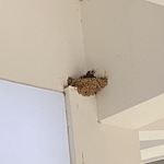 swallow1