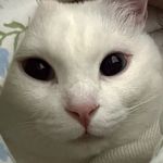 勺子-