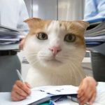 菠萝喵喵
