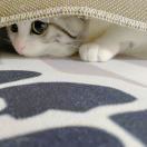 余虾虾