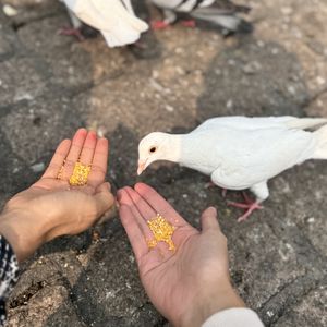 疯人愿院长
