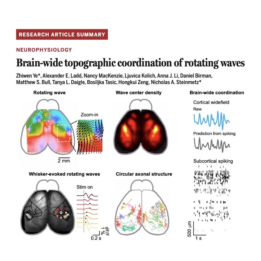 1489-Circular Axonal Architecture in the Mouse Cortex episode artwork