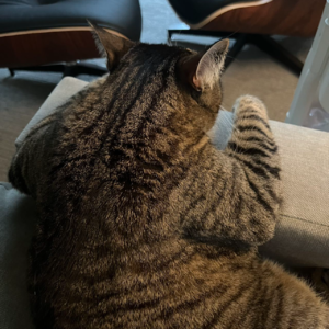 EP018：闲聊 | 疫情后回国见闻回忆分享